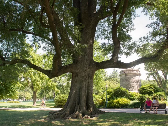 Visitors to Capitol Grounds rest beneath a Willow Oak tree.