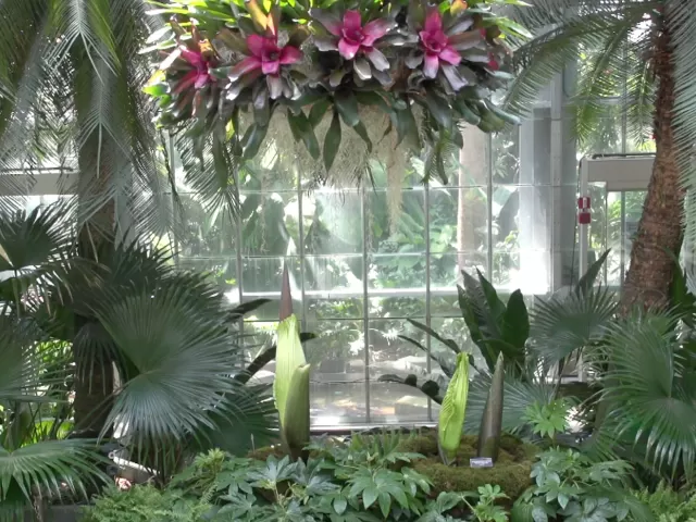 Three corpse flower blooms at the U.S. Botanic Garden.