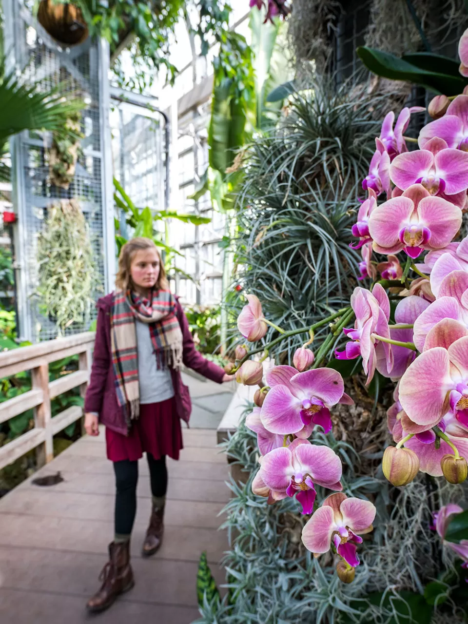 The 93-feet-tall Tropics house in the USBG Conservatory showcases tropical plants from around the world.