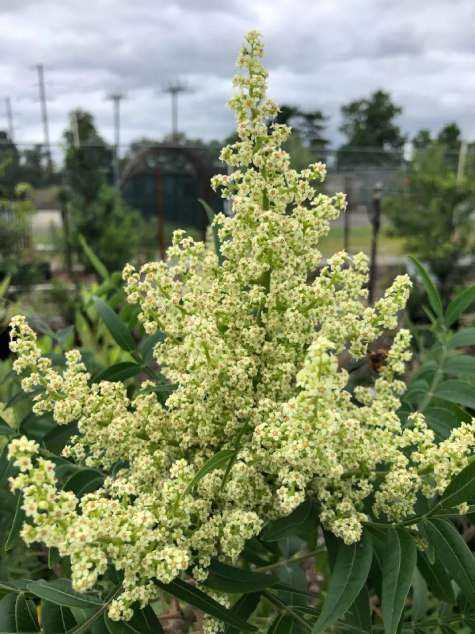 Prairie fameleaf sumac (Rhus lanceolata).