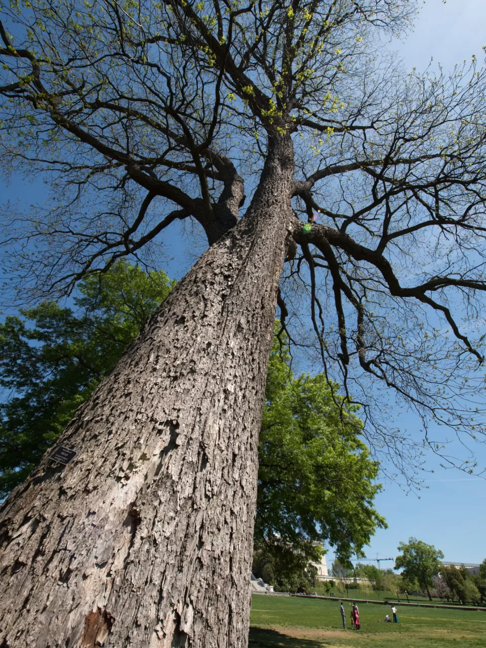 Looking up a tree trunk.