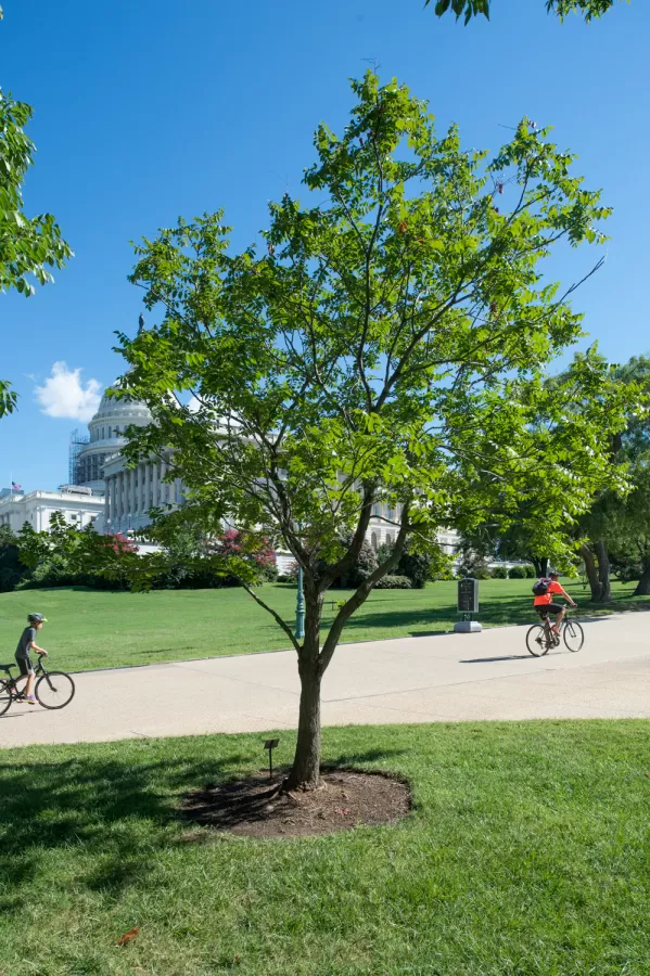 The Wangari Maathai tree on U.S. Capitol Grounds in summer.