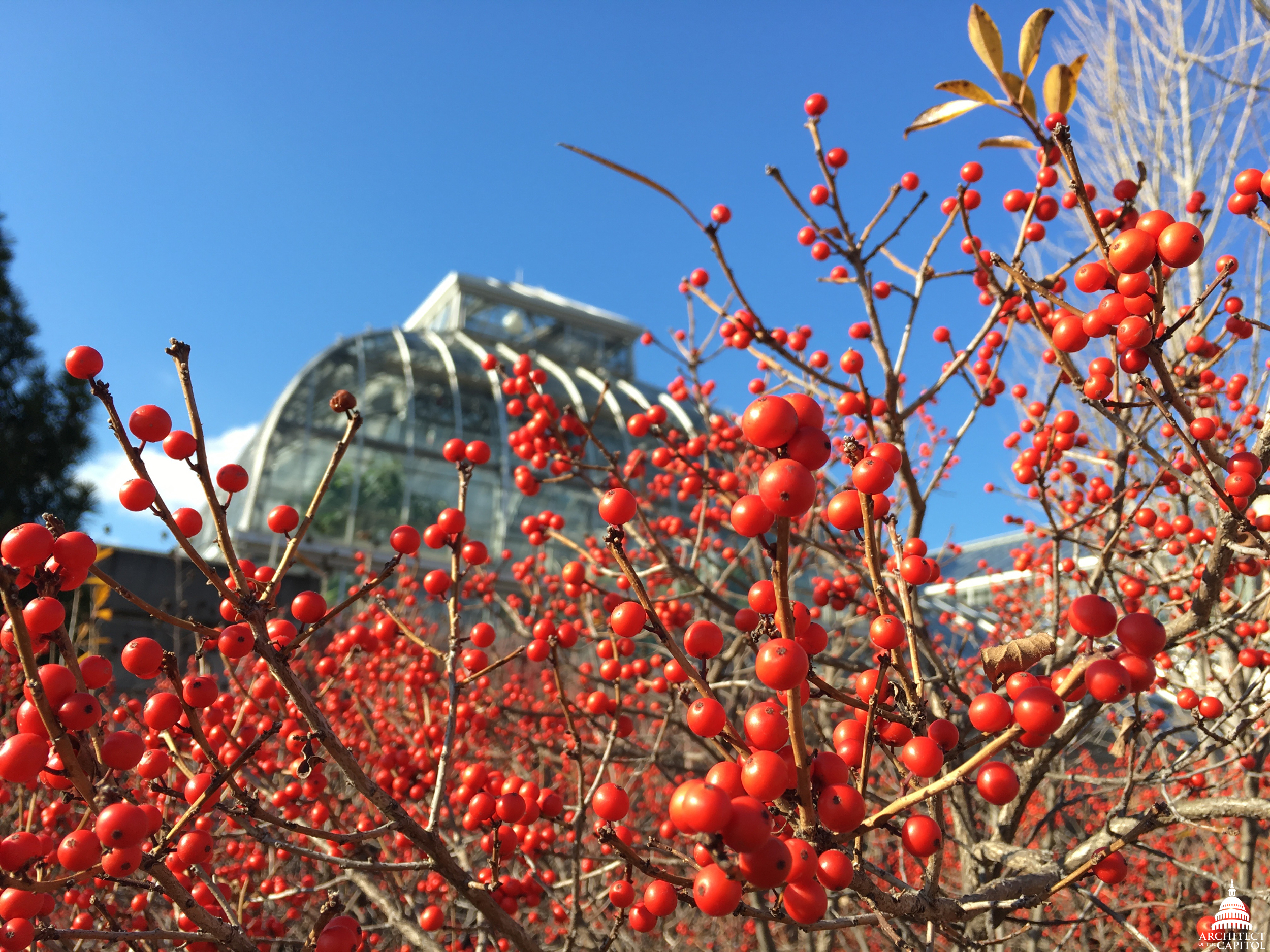 Winterberries (Ilex verticillata) - winter at United States Botanic Garden.