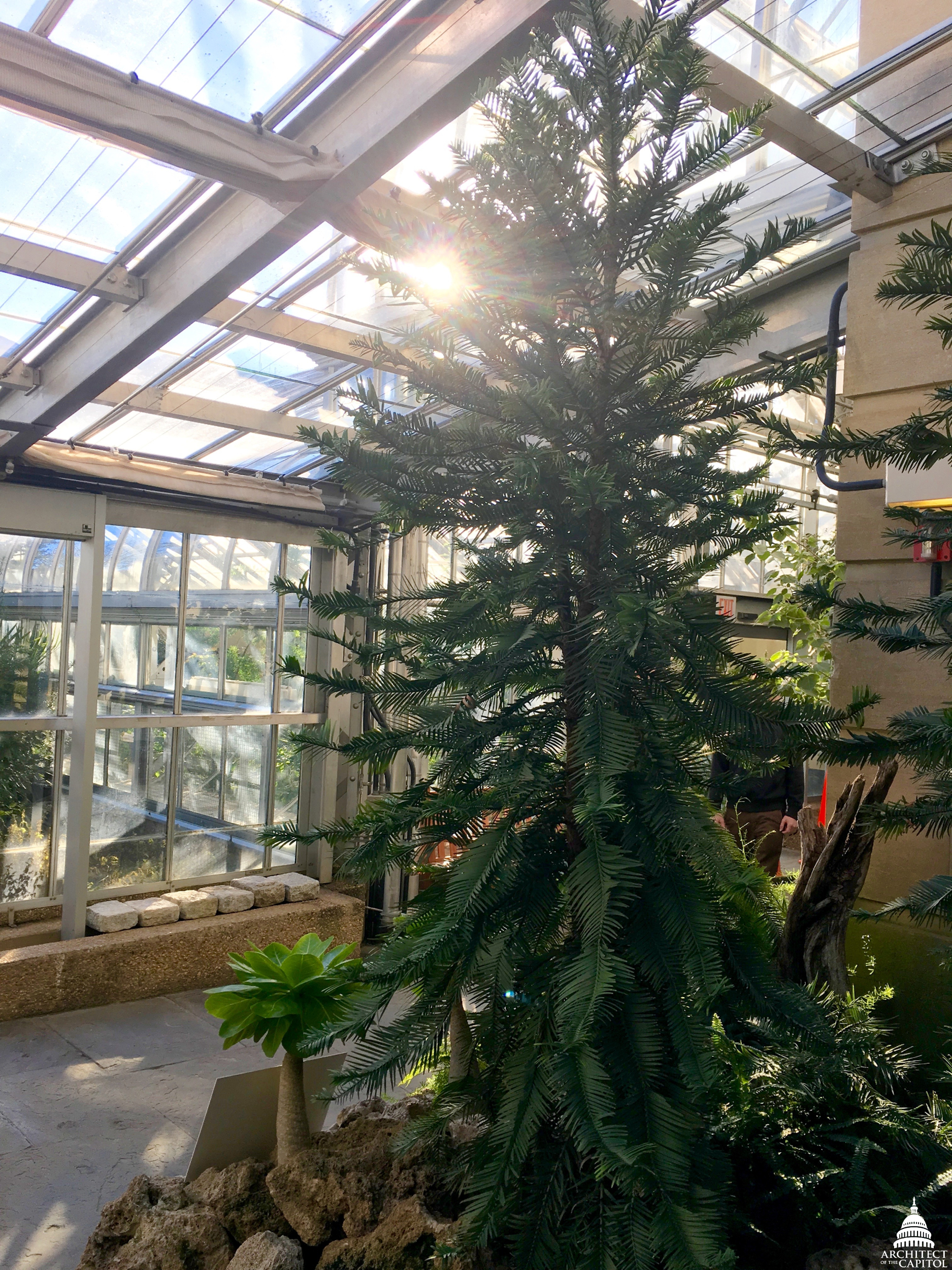 The U.S. Botanic Garden's Wollemi pine.